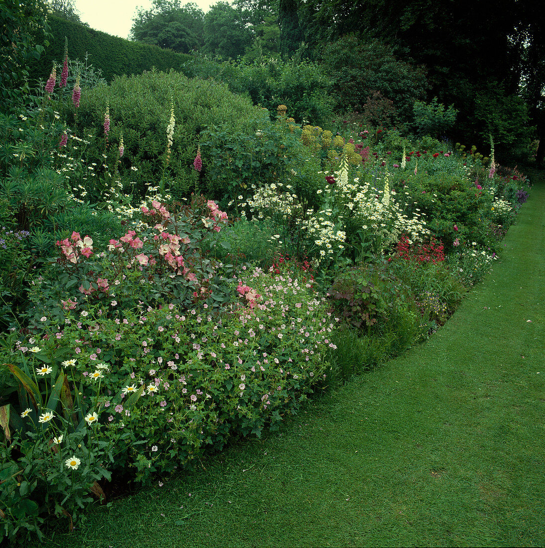 Staudenbeet mit Geranium (Storchschnabel), Rosa (Rosen), Digitalis (Fingerhut), Leucanthemum (Margeriten) und Penstemon (Bartfaden)