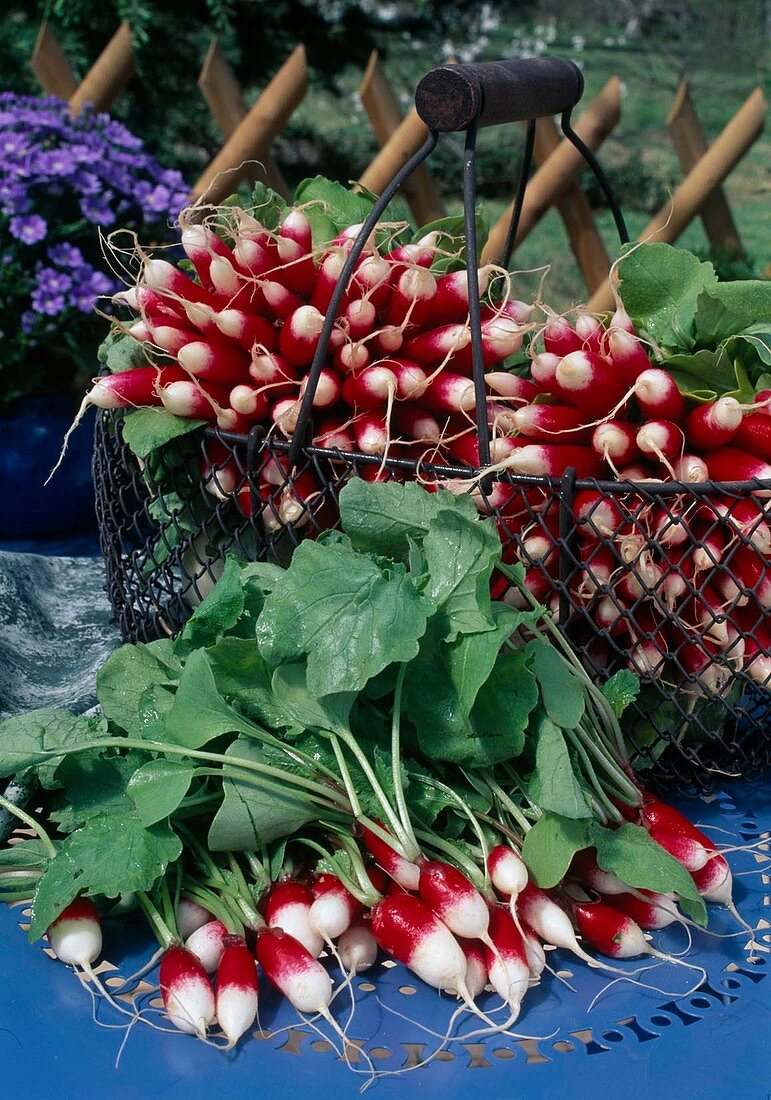 Red and white radish 'Flamboyant' (Raphanus) in basket and on table