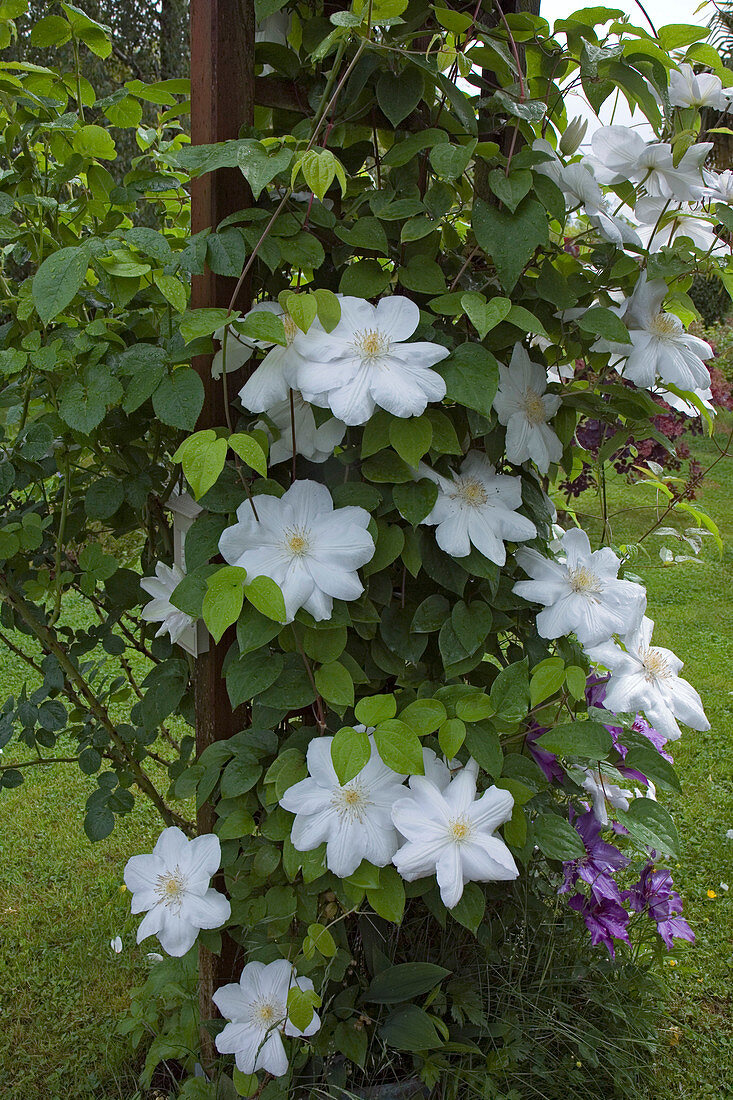 Clematis Hybride 'Marie Boisselot' syn. 'Mme Le Coultre'