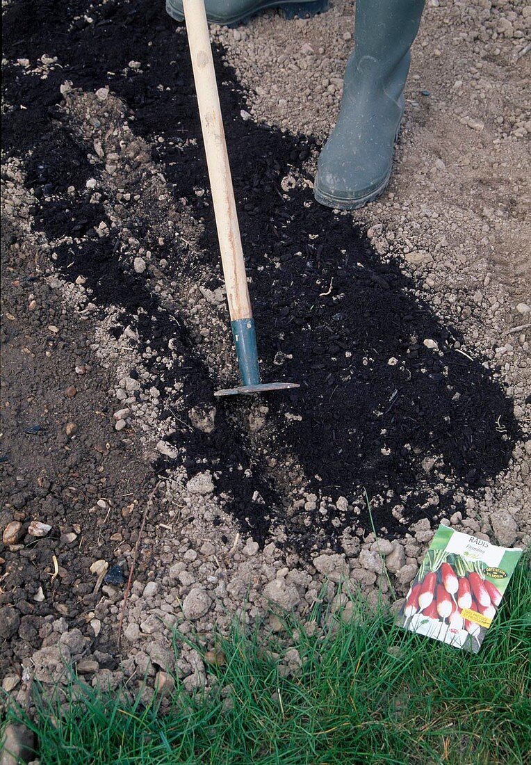 Woman draws a seed groove with a groove puller for sowing radishes (Raphanus)