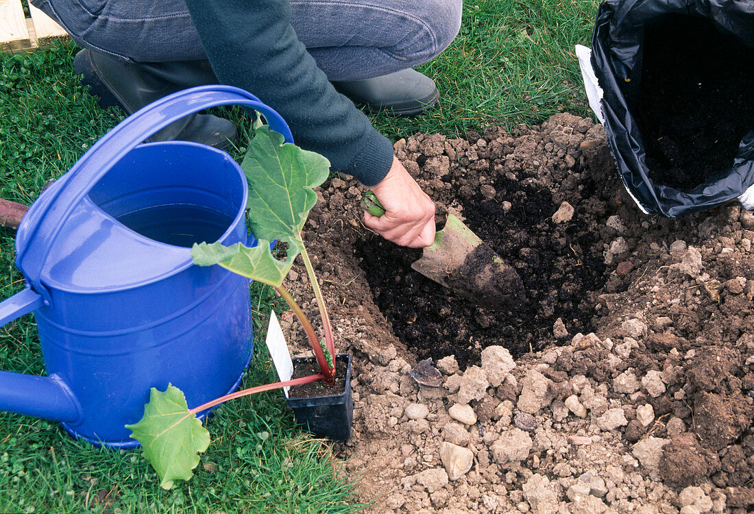 Rhubarb planting Step By Step