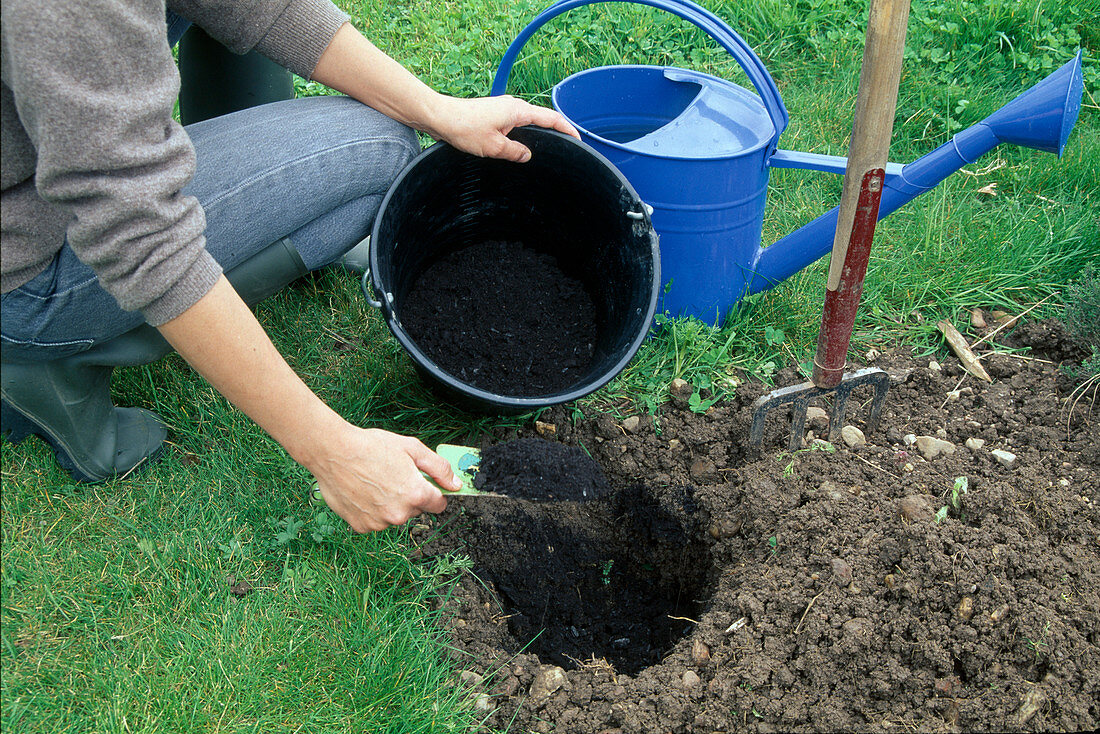 Planting Rosemary Step By Step