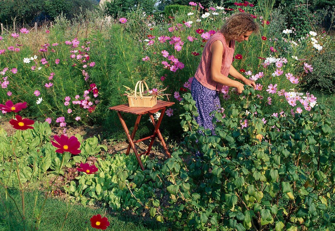 Woman removing faded flowers of cosmos (jewelweed), currant bush (Ribes) and lettuce (Lactuca) in the bed