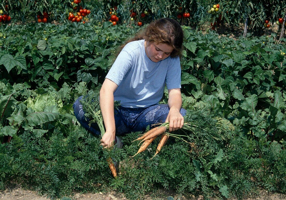 Gemüseernte im Bauerngarten: Frau erntet Möhren, Karotten (Daucus carota)