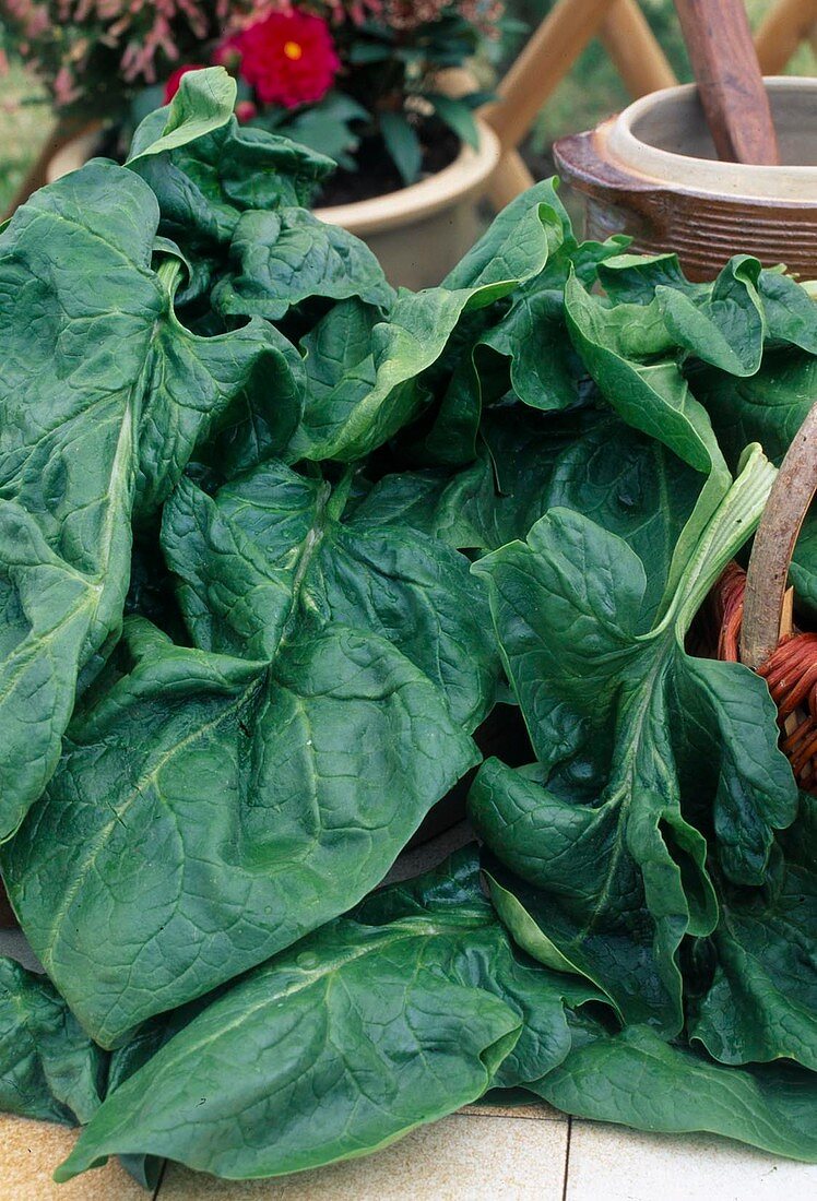 Freshly harvested spinach (Spinacia oleracea)