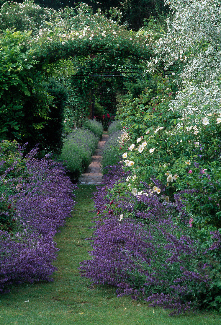 Nepeta (catmint), Lavandula (lavender) line the path under rose arch with Rosa (climbing roses)