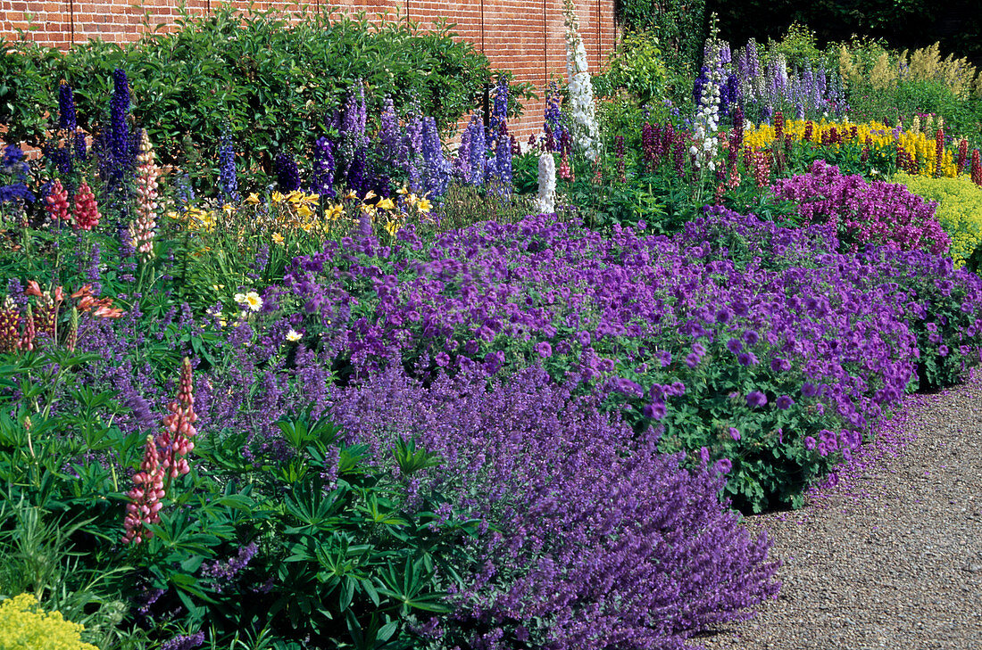 Ueppiges Staudenbeet mit Geranium (Storchschnabel), Nepeta (Katzenminze), Lupinus (Lupinen), Delphinium (Rittersporn) und Hemerocallis (Taglilien)