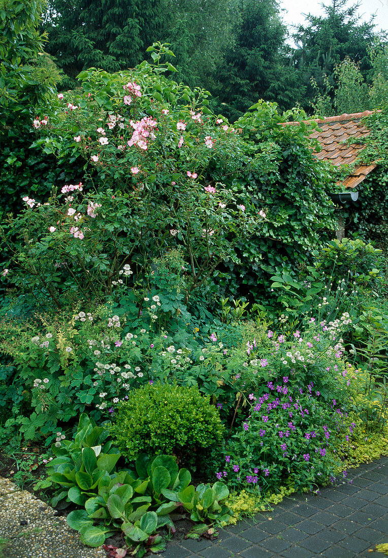 Rosa 'Rusch' (shrub rose), Astrantia Major (starflower), Viola Cornuta (horned violet), Buxus (boxwood), Bergenia (bergenia); roof of garden house overgrown with Hedera (ivy)