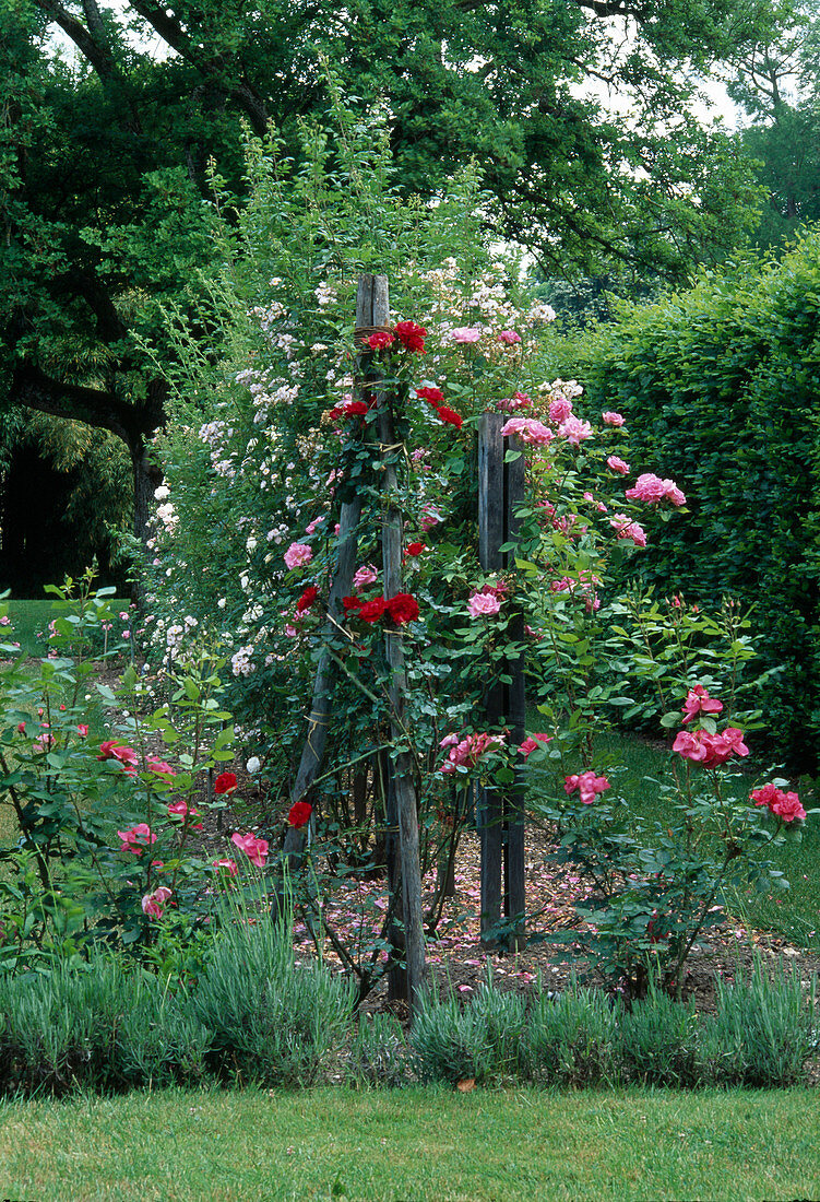 Rosa (Rosen) an Rankgerüst aus Holz, Lavendel (Lavandula)