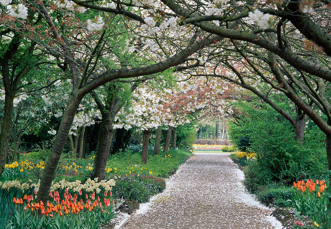 Alley with Prunus