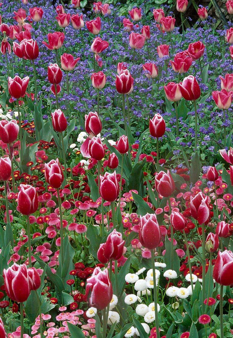 Tulipa and Myosotis