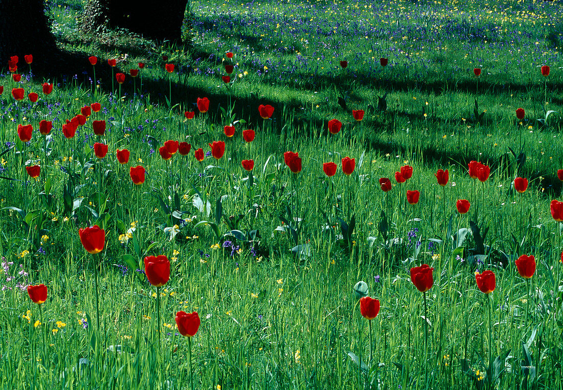 Wiese mit Tulpen