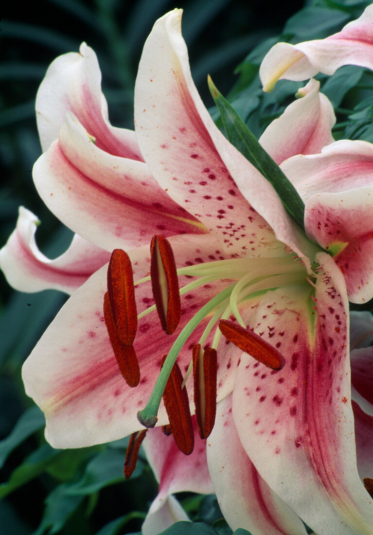 Lilium (lily), flower with red stamens and stigma