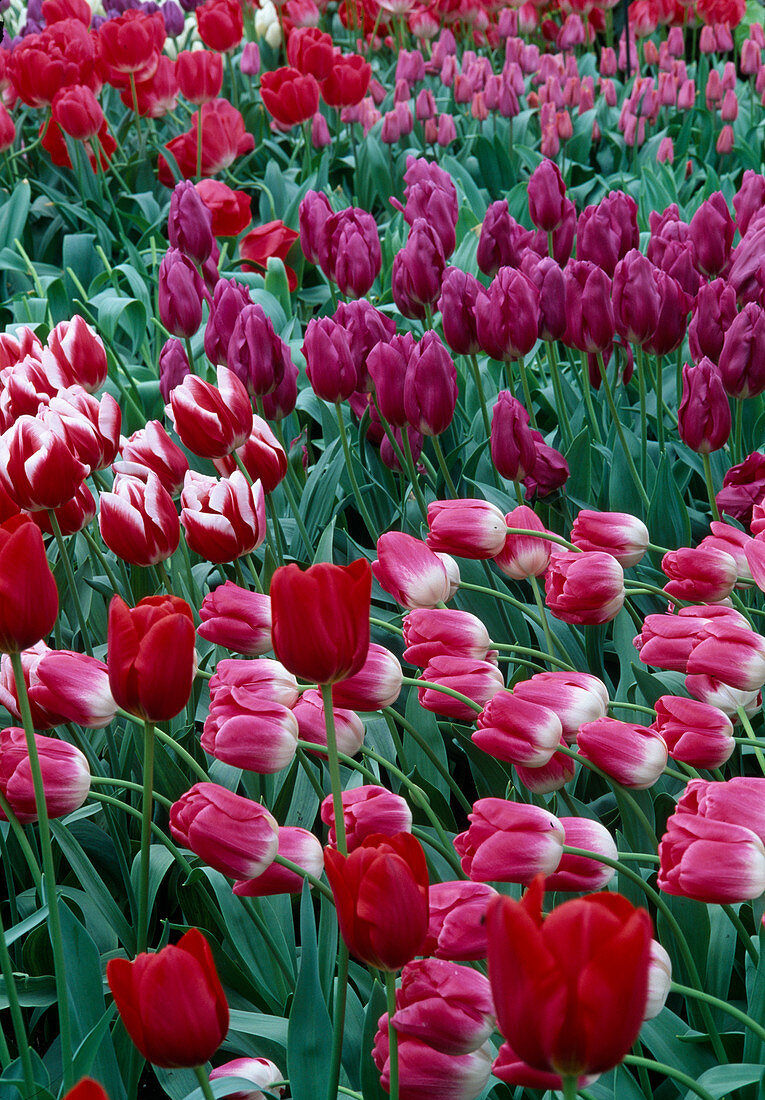 Tulipa (Tulpen)