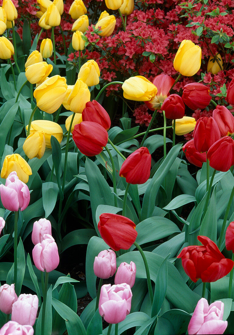 Beet mit Tulipa (Tulpen) bunt gemischt