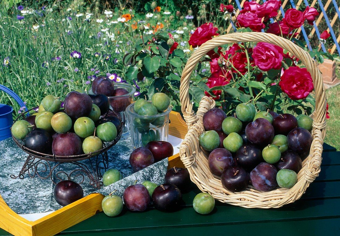Freshly picked plums and reneclodes (Prunus domestica)
