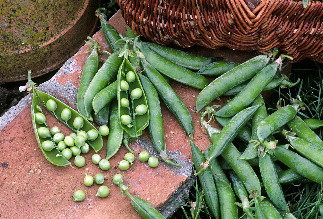 Frisch geerntete Erbsen (Pisum sativum)