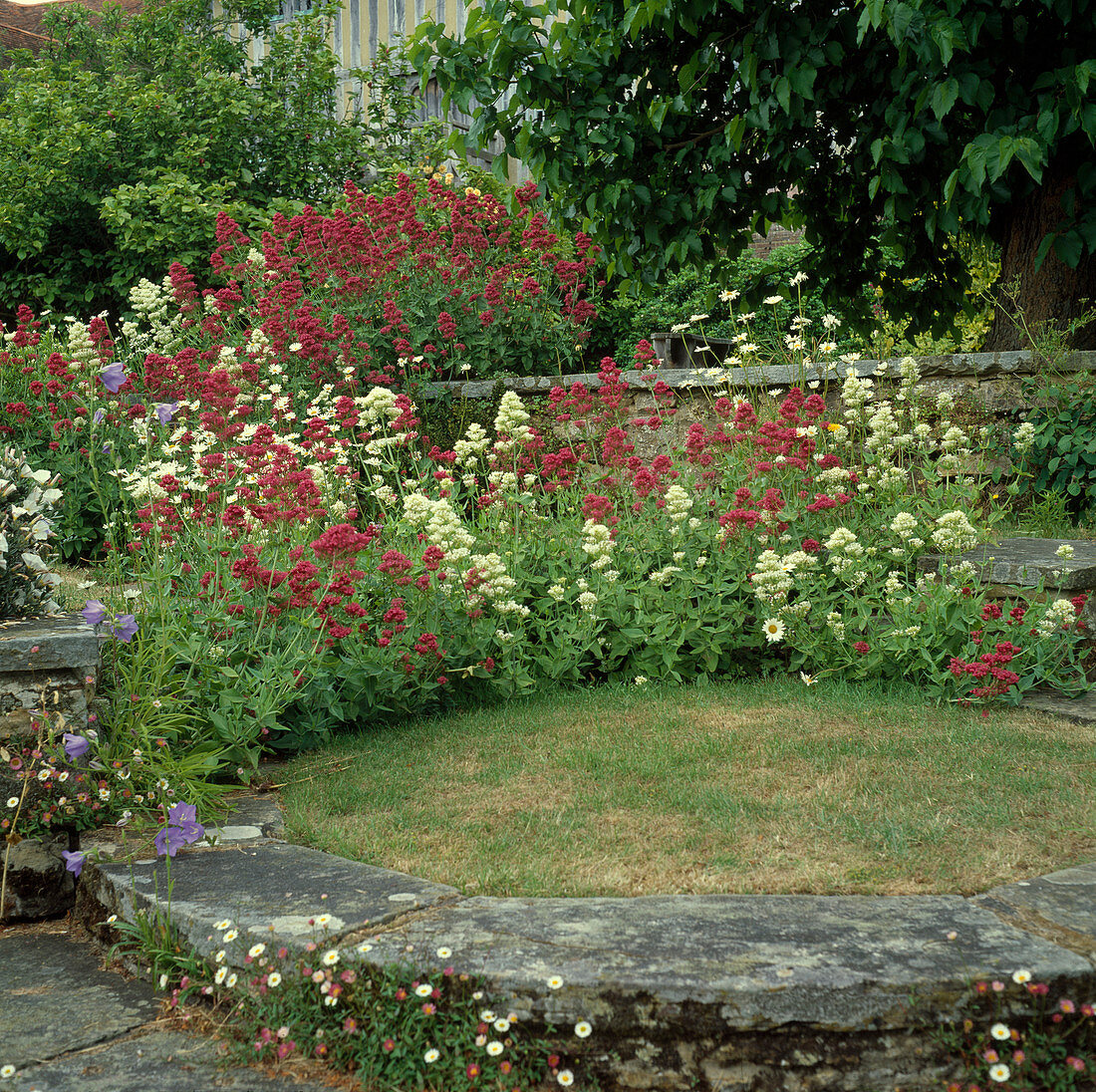 Centranthus ruber 'Coccineus' Alba