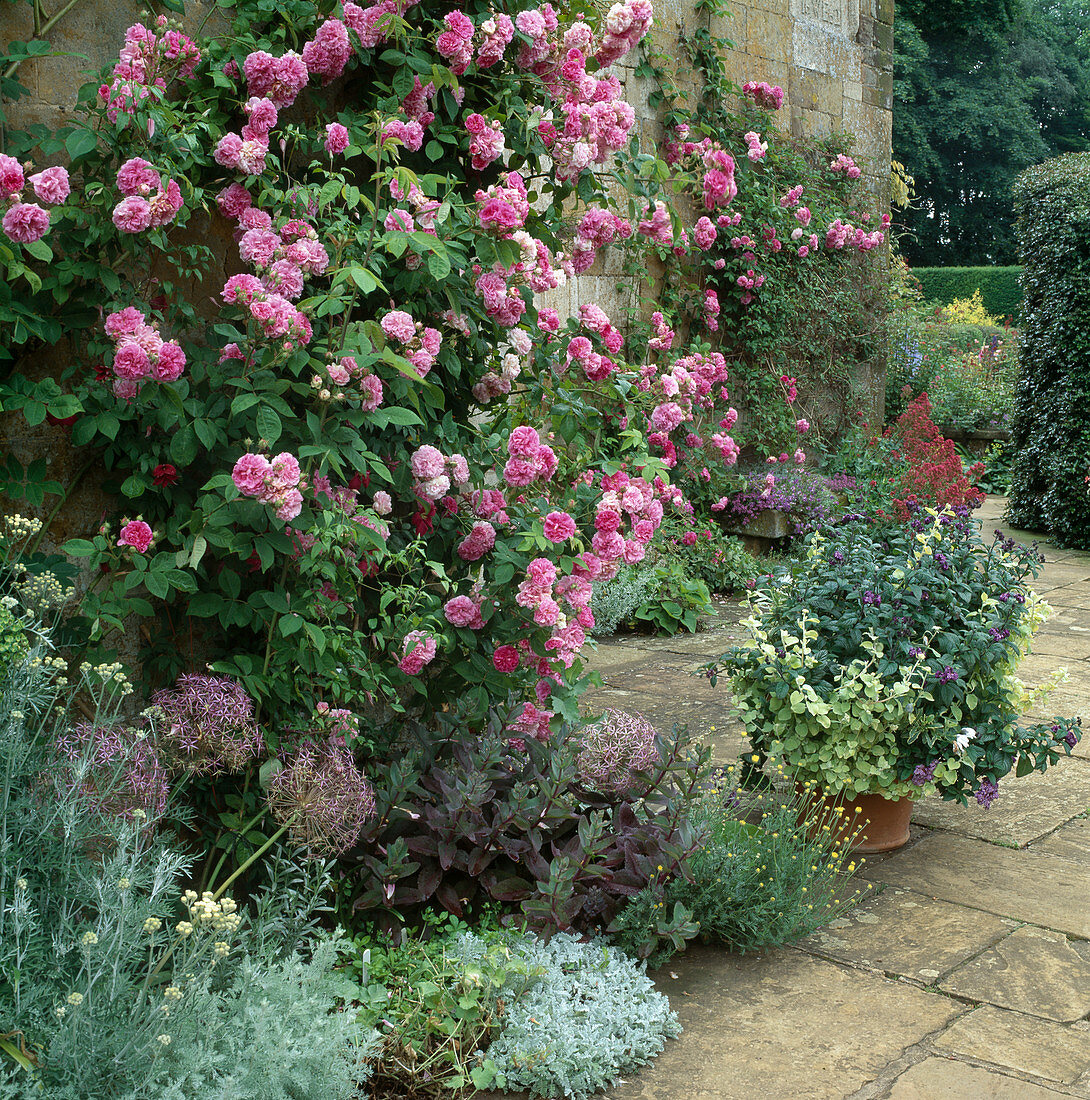 Rosa (climbing rose) on the house wall in bed with perennials