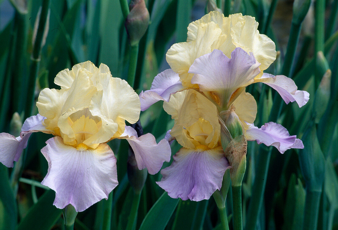 Iris x barbata-elatior 'Haut les Voiles' (Tall Iris)