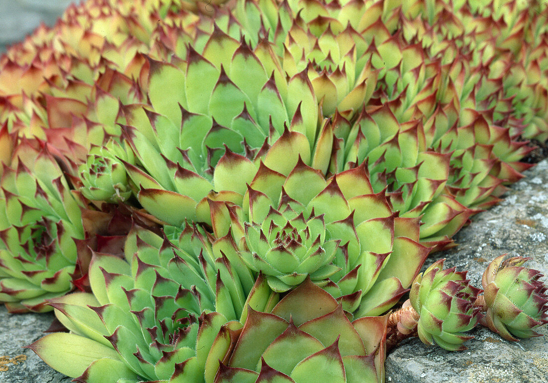 Sempervivum calcareum 'Sir William Lawrence' (houseleek, roofleek)