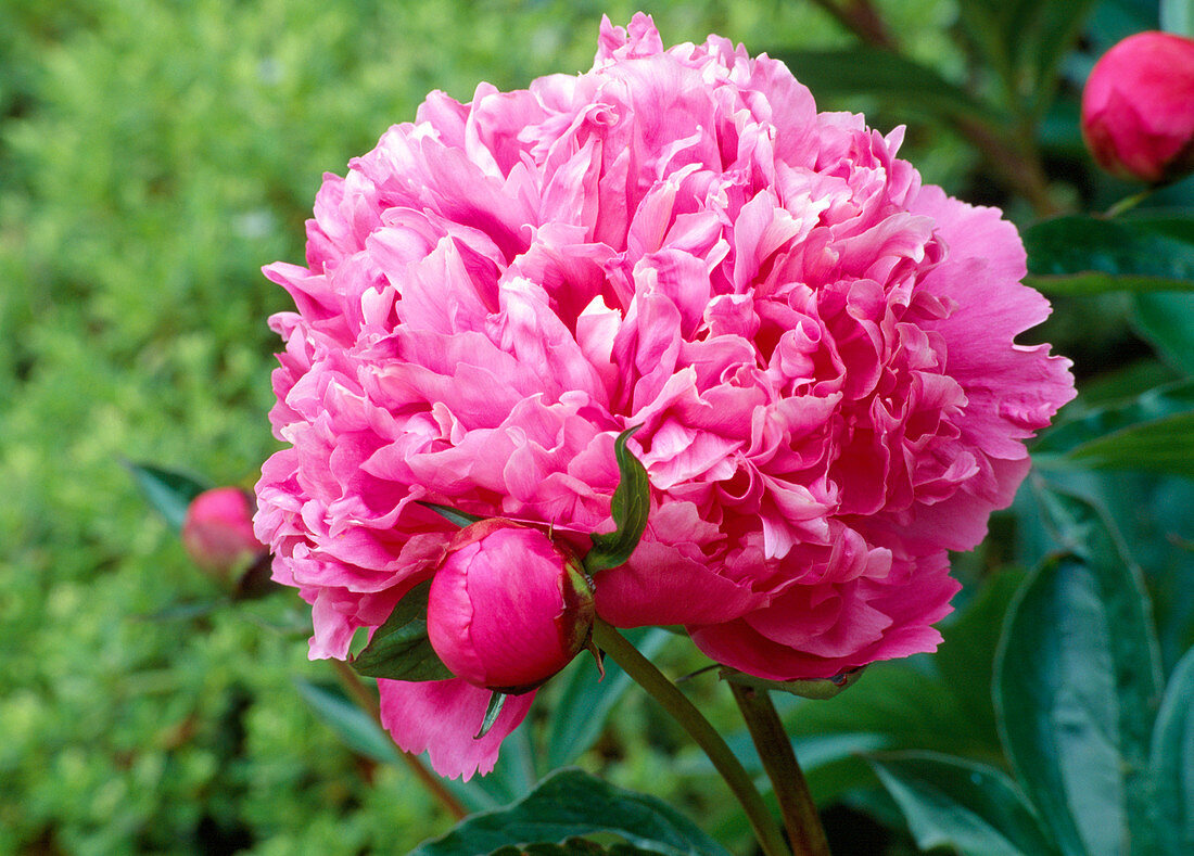 Paeonia officinalis (farmer's peony)