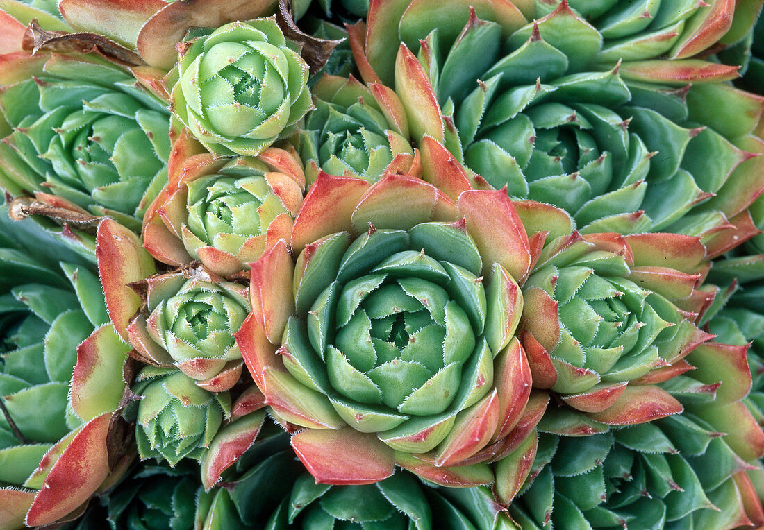 Sempervivum 'Emerson's Giant' (houseleek, roofleek)