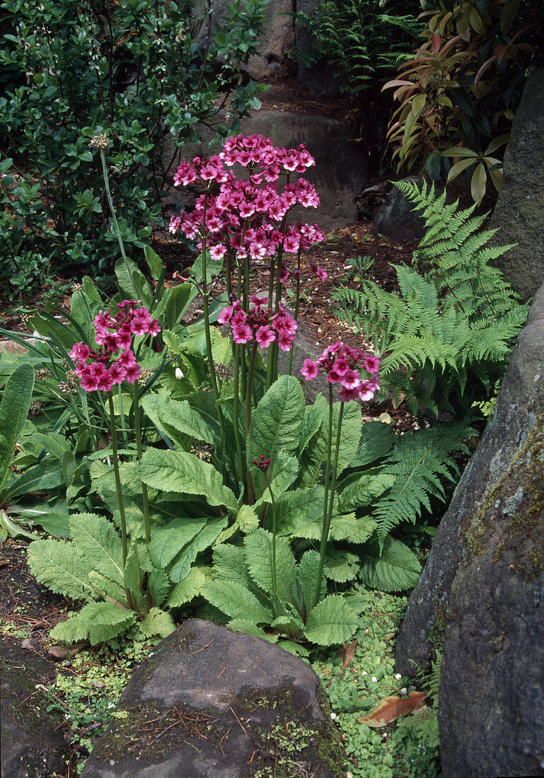 Primula japonica (Sommerprimeln, Etagenprimeln), Farn, Natursteine