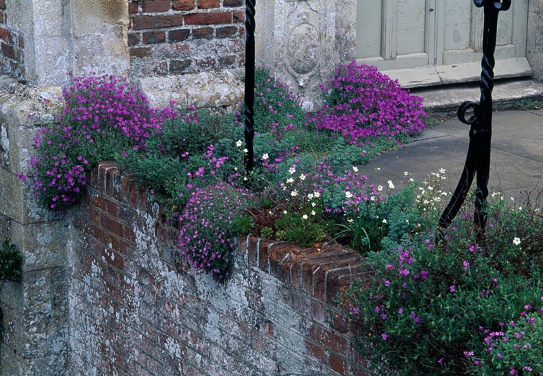 Aubrieta (Blaukissen) und Saxifraga arendsii (Moossteinbrech) wachsen an alter Mauer neben Eingang