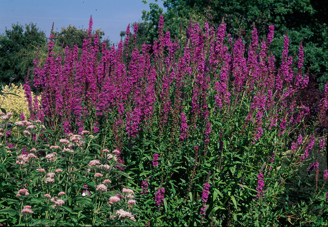 Lythrum salicaria (purple loosestrife)