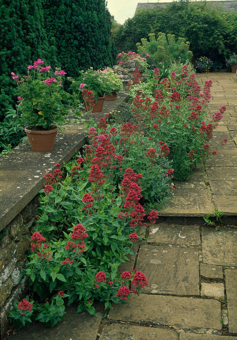 Centranthus ruber (Red spurflower) growing between wall and paved terrace, pots with Pelargonium (geraniums) on the wall
