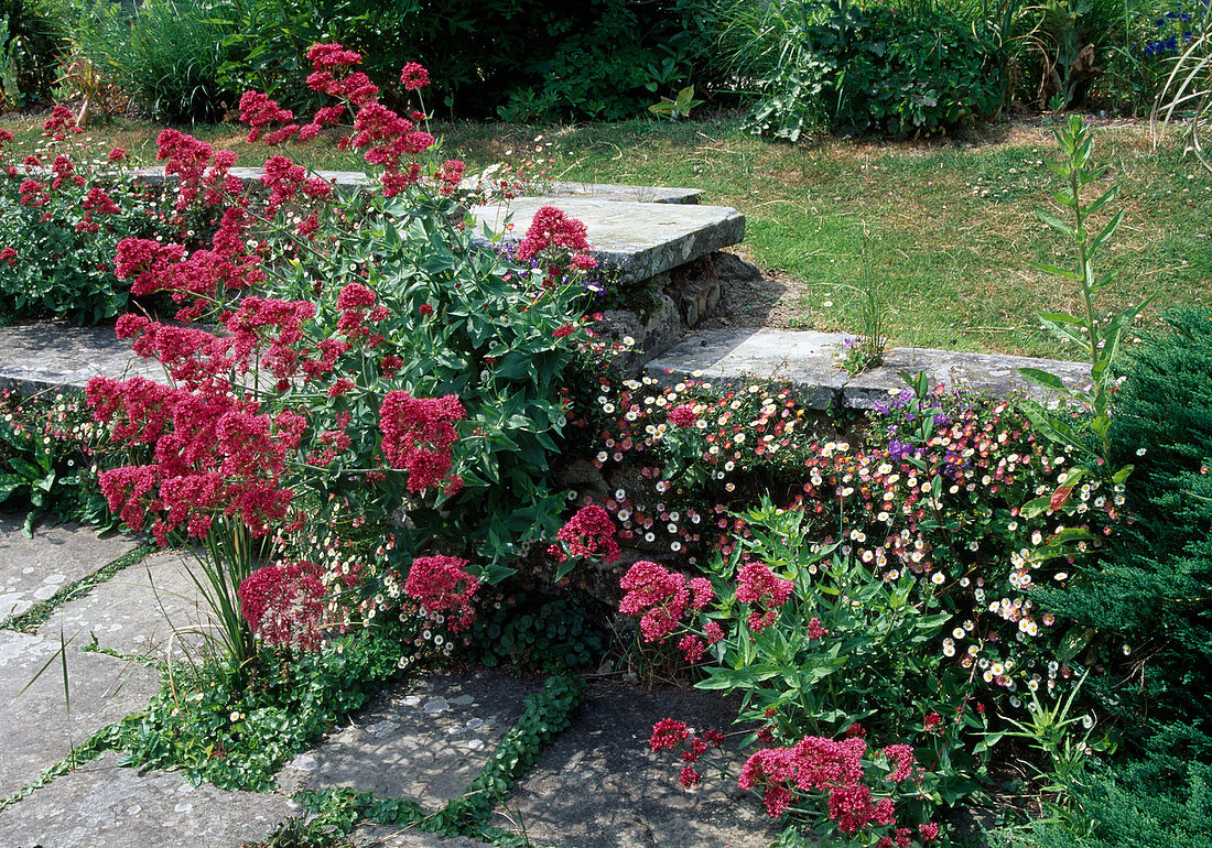 Centranthus ruber (Spornblumen) und Erigeron karvinskianus (Spanisches Gänseblümchen) wild aufgegangen in Plattenfugen