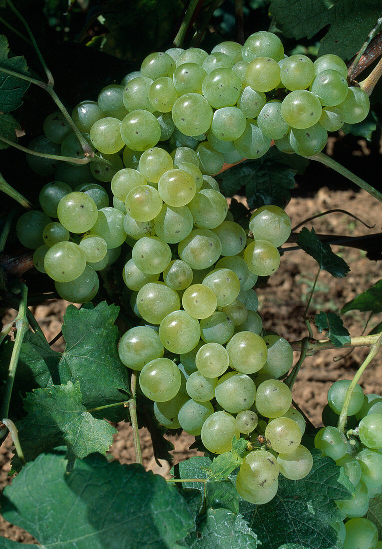 Ripe grapes 'Seyval Blanc' (Vitis vinifera)