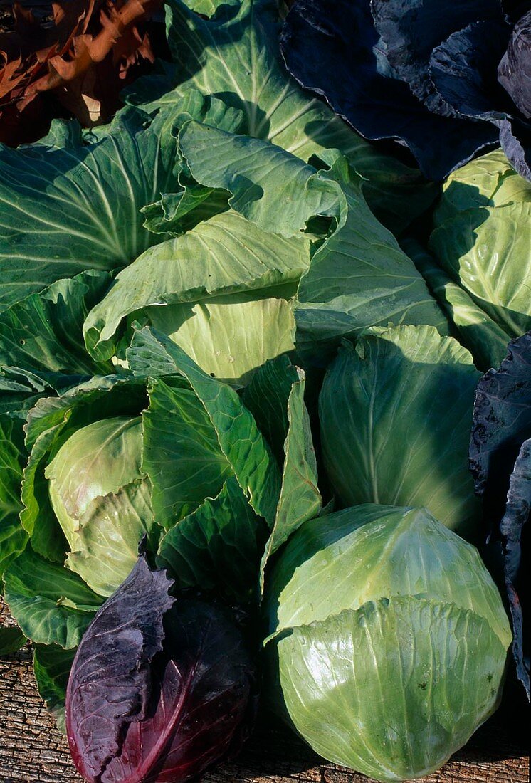 Frisch geerntete Köpfe von Blaukraut, Rotkraut und Weisskraut (Brassica)