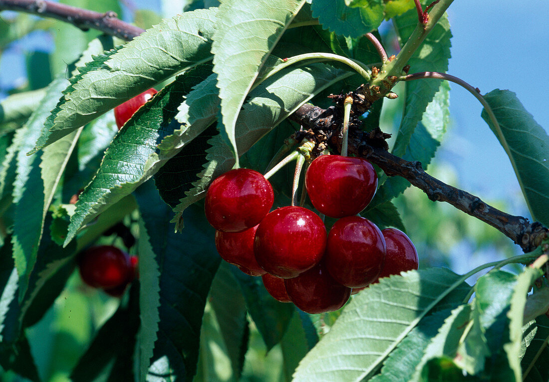 Sweet cherries (Prunus avium)