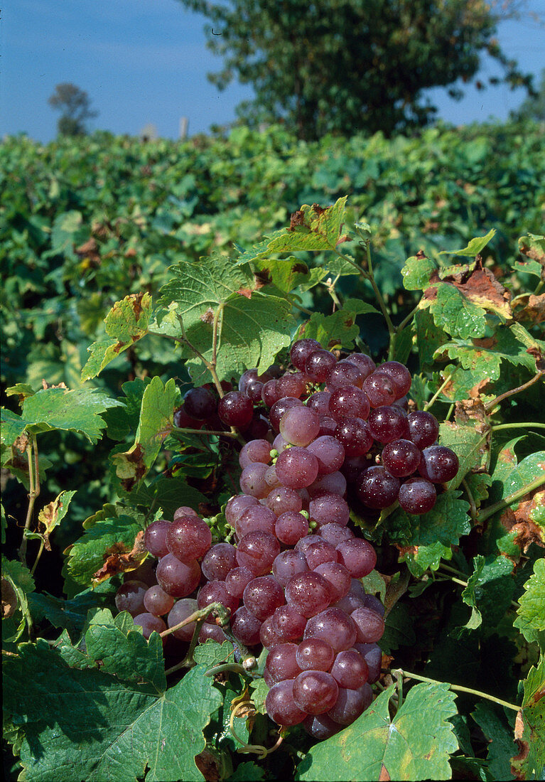 Ripe grapes (Vitis vinifera)