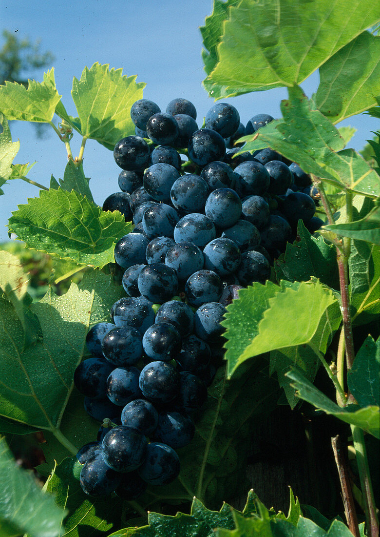 Ripe grapes (Vitis vinifera)