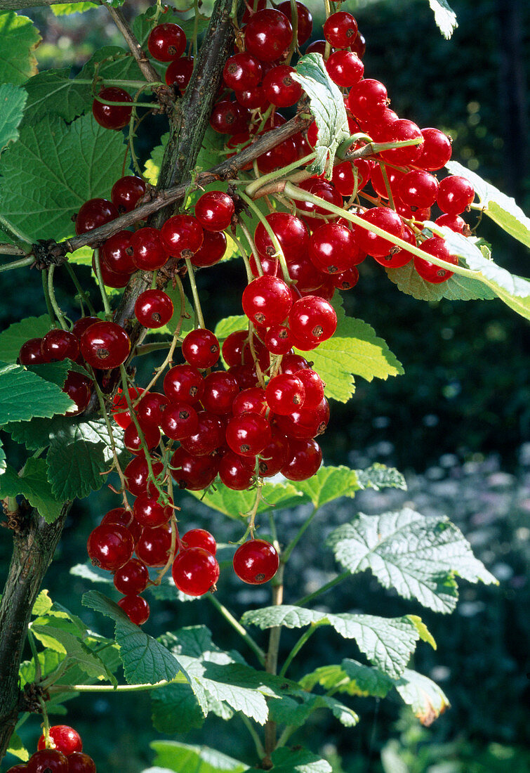 Redcurrants