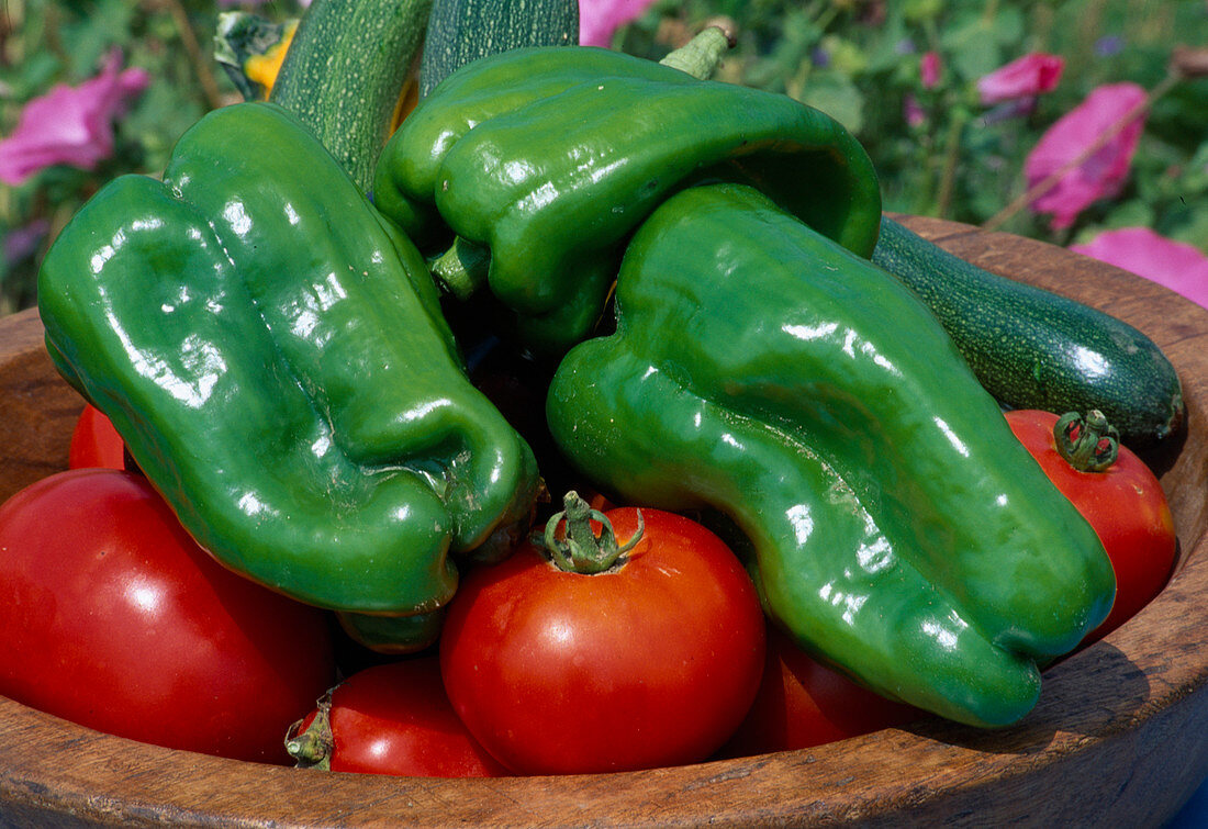 Freshly harvested peppers (Capsicum) and tomatoes (Lycopersicon)