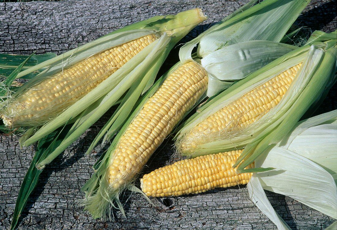 Freshly harvested sweet corn