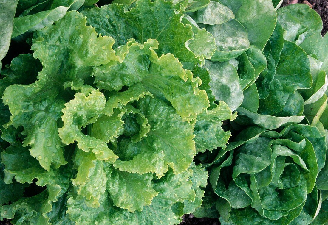 Lettuce, Batavia lettuce (Lactuca)