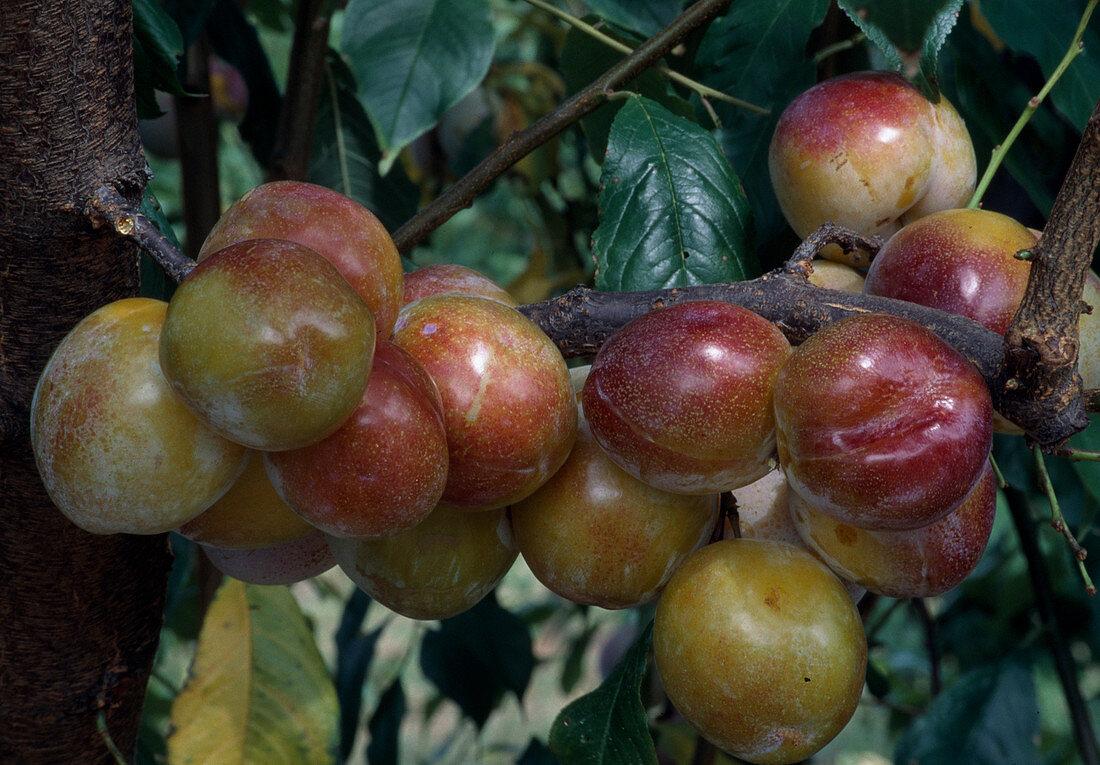 Plum 'Queen Victoria' (Prunus domestica)