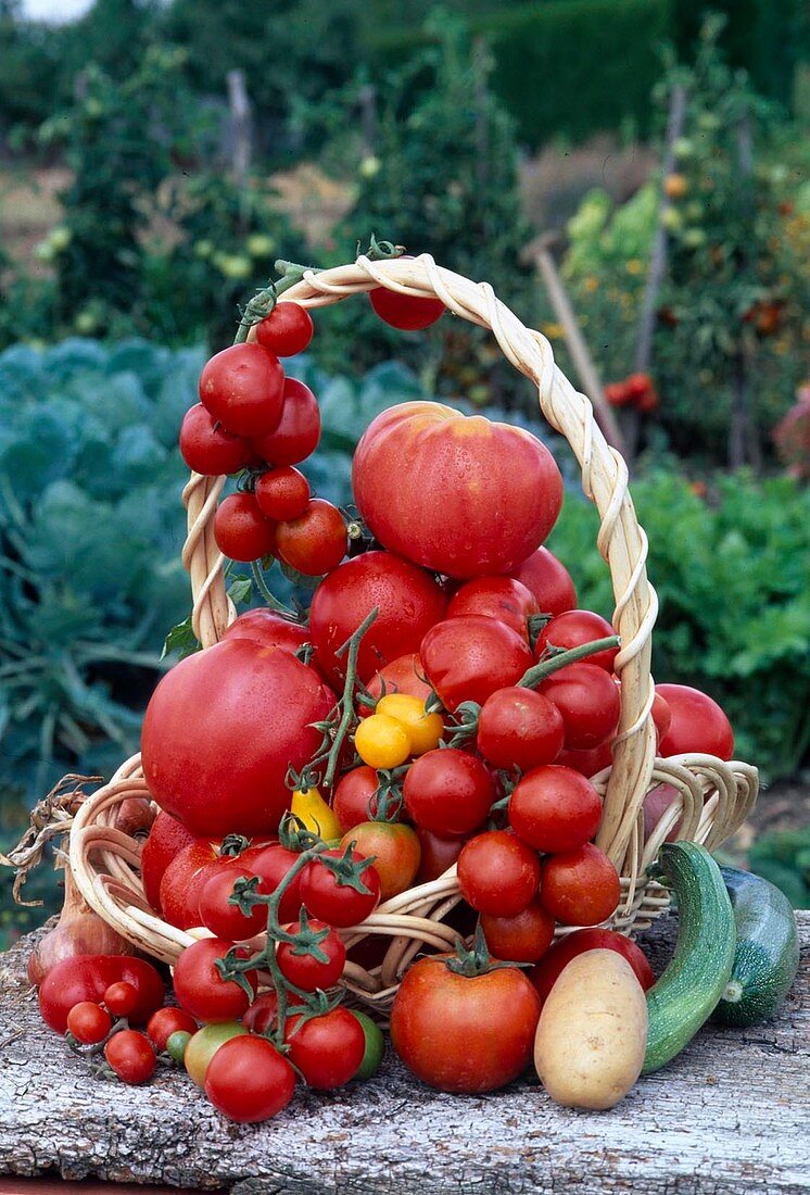 Korb mit Verschiedenen Tomaten