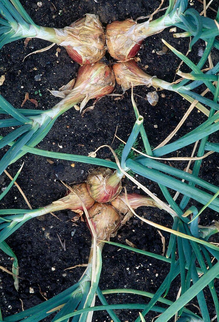 Shallot, also known as onion, ascalon onion, scallion or hose (Allium ascalonicum)