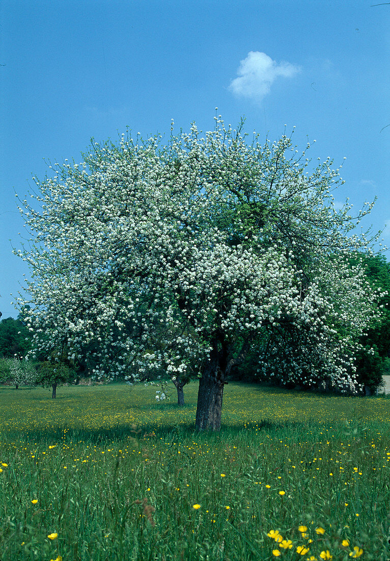 Flowering apple tree