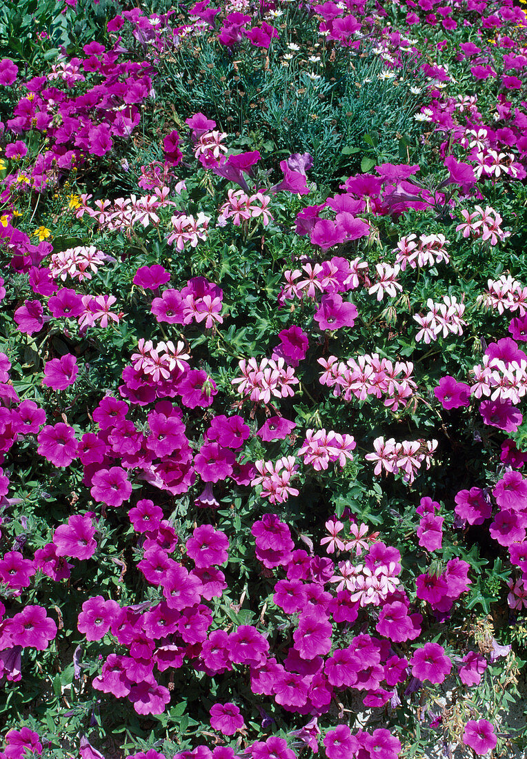 Petunia (Petunien) und Pelargonium peltatum (Geranien) im Beet