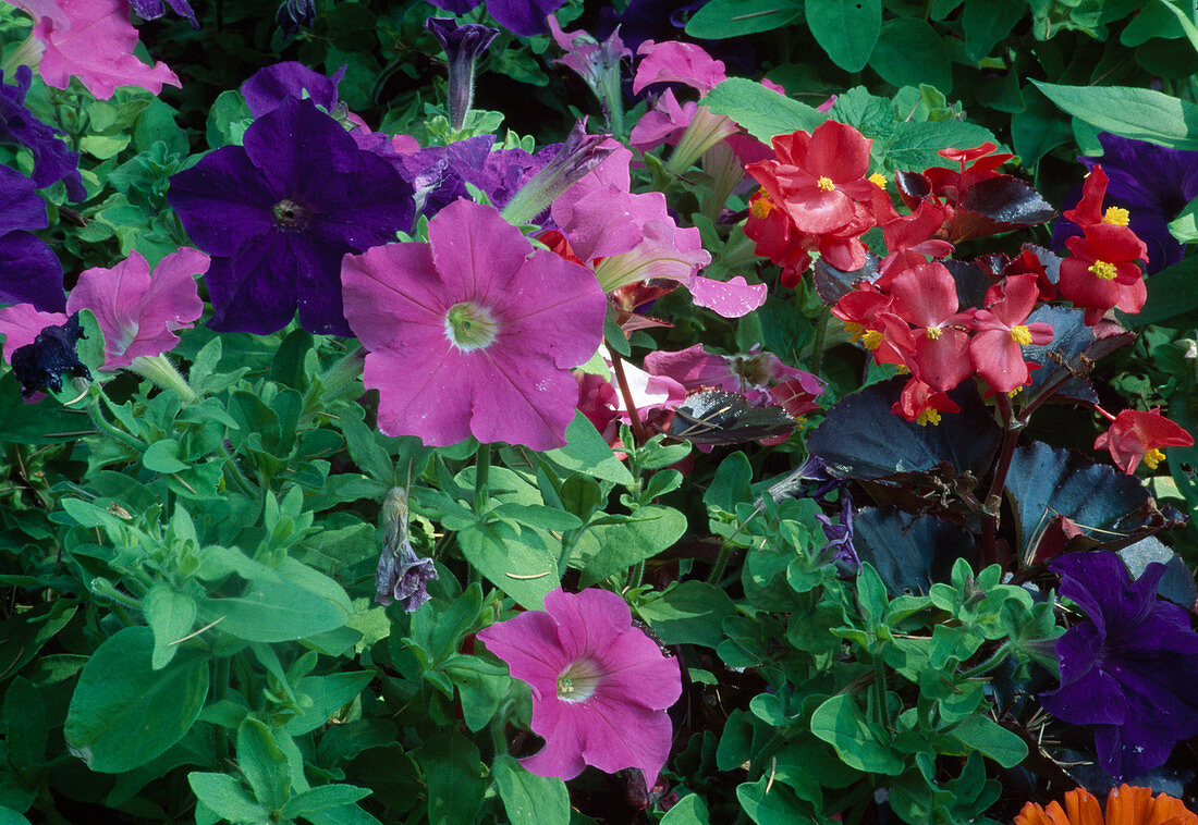 Petunia (Petunien) und Begonia semperflorens (Eisbegonien, Gottesaugen)