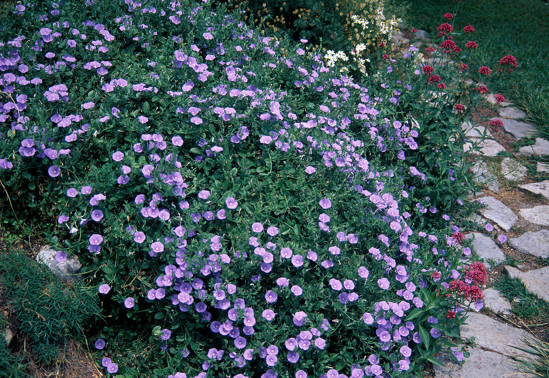 Convolvulus sabatius (Blaue Mauritius) als Bodendecker im Beet