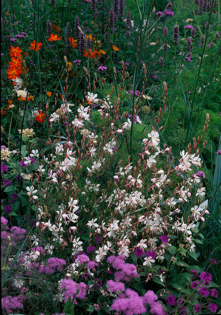 Gaura lindheimeri (Prachtkerze) zwischen Sommerblumen