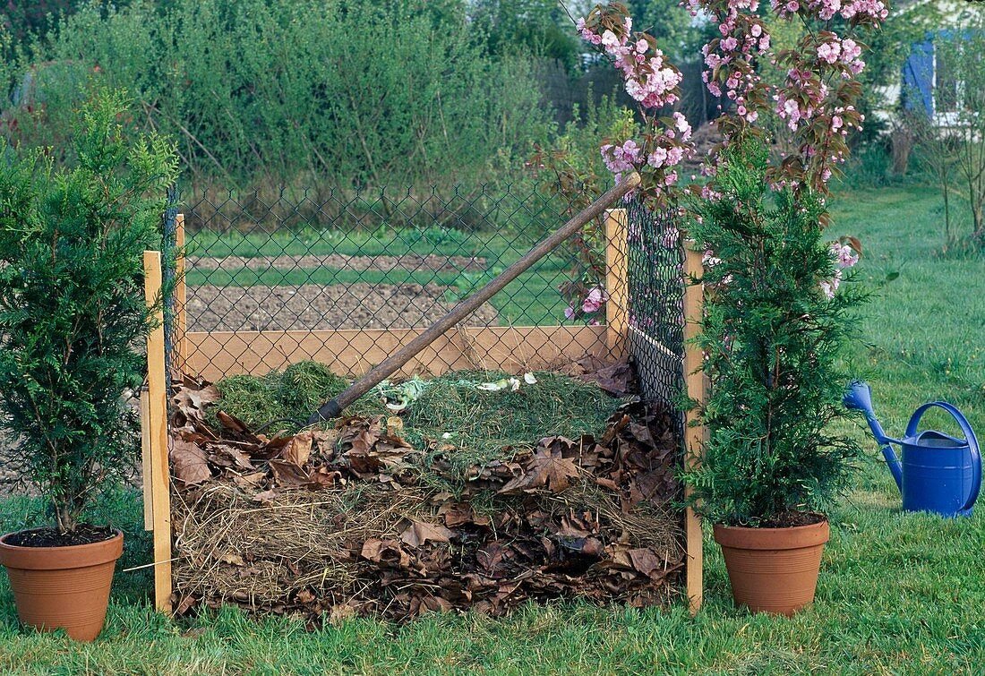 Kompost aus Blättern, Grasschnitt und Küchenabfällen in Kompostlege, Tontöpfe mit Thuja (Lebensbäumen)